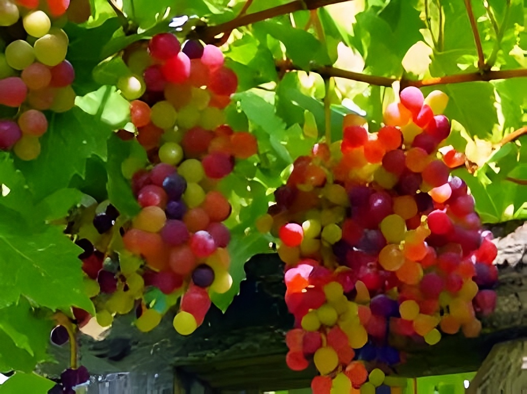 Premium Grape Seedlings